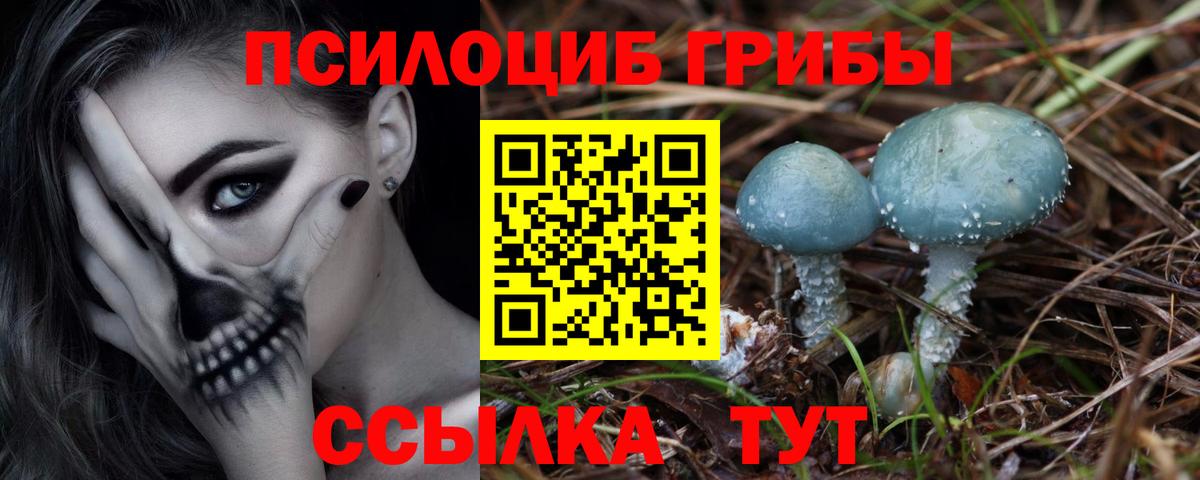 Галлюциногенные грибы Psilocybe Чернушка